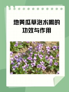 揭秘地黄瓜草泡水：健康养生的新选择