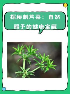 探秘刺芹菜：自然赐予的健康宝藏