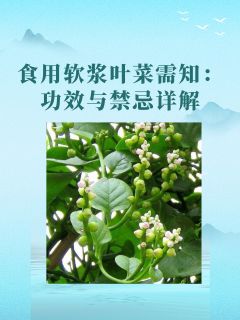 食用软浆叶菜需知：功效与禁忌详解