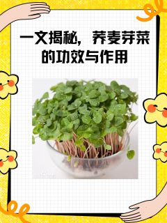 一文揭秘，荞麦芽菜的功效与作用