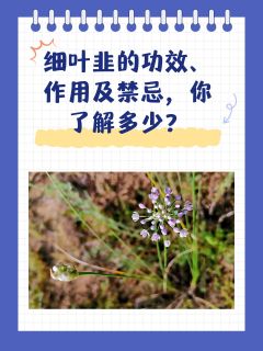 细叶韭的功效、作用及禁忌，你了解多少？