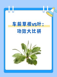 车前草根vs叶：功效大比拼