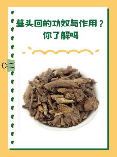 墓头回的功效与作用？你了解吗