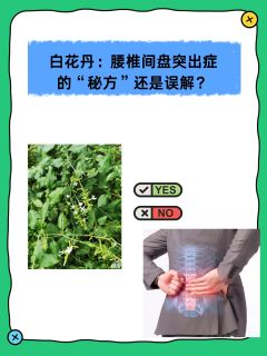 白花丹：腰椎间盘突出症的“秘方”还是误解？