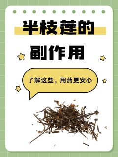 半枝莲的副作用：了解这些，用药更安心