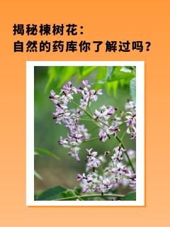 揭秘楝树花：自然的药库你了解过吗？